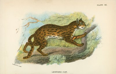 Chat-Léopard - English School